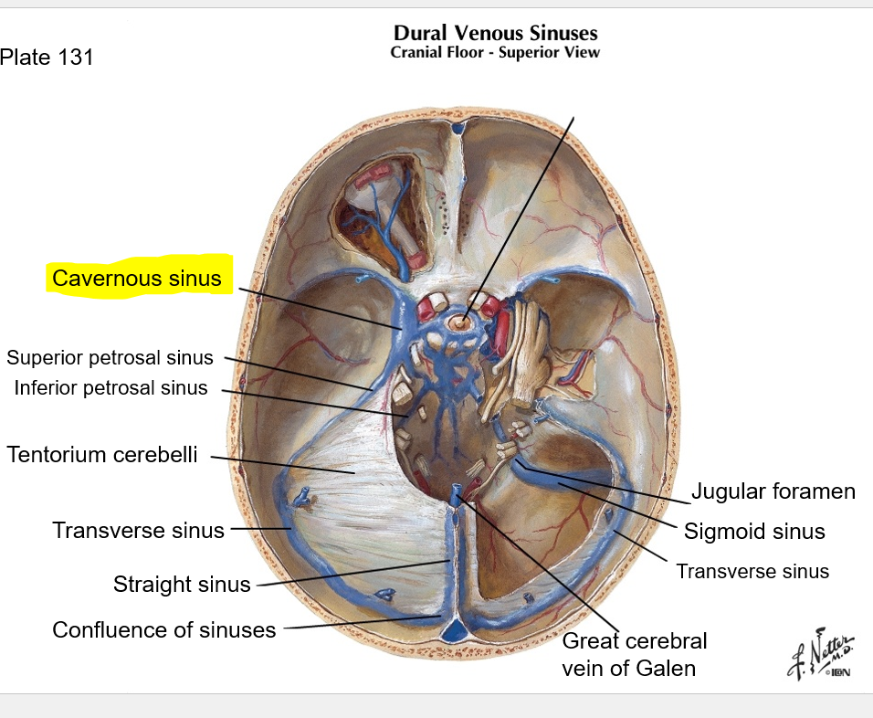 <p>cavernous sinus </p>