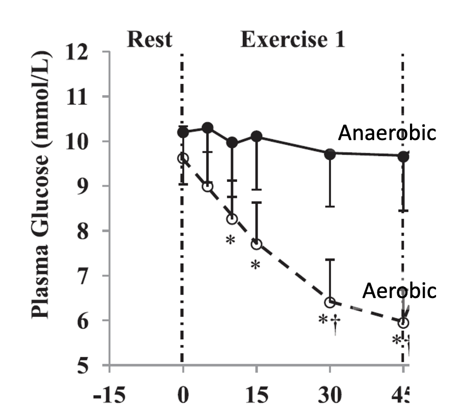<p>• A massive increase in counter-regulatory hormones</p><p>• results in increased hepatic glucose output</p><p>• with rates that surpass glucose uptake by the skeletal muscle</p><p><span style="color: rgb(211, 25, 25);">• So...</span></p><p>• Blood glucose does not drop as it does during aerobic exercise</p><p><span style="color: rgb(216, 27, 27);">• and might actually even increase</span></p>
