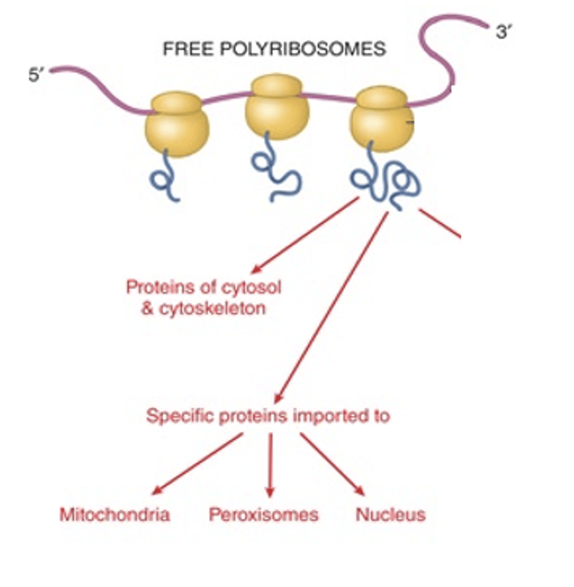 <p>What does the large ribosomal subunit (60S) contain?</p>