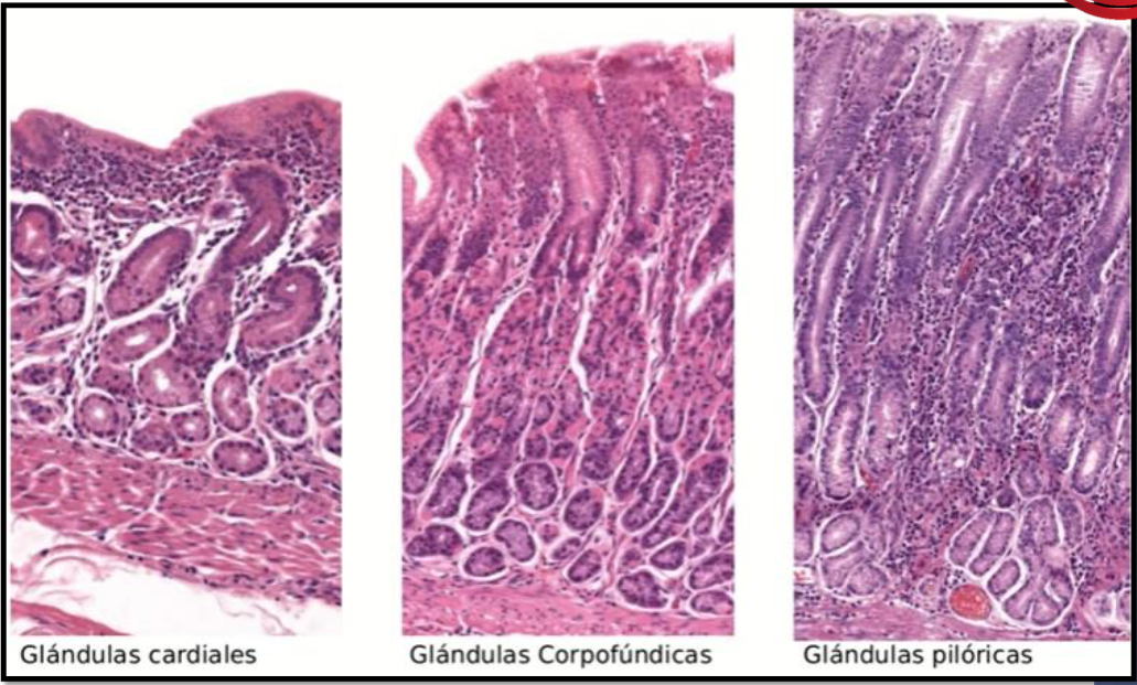 <ol><li><p>Glándulas cardiales</p></li><li><p>Glándulas corpofúndicas (oxíntica)</p></li><li><p>Glándulas pilóricas / antrales / antropilóricas.</p></li></ol><p></p><p>Ocupan la mucosa y son tubulares simples ramificadas.</p>