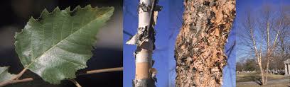<p>multi-stemmed; very exfoliated salmon colored bark</p><p>larger triangular “birch leaf” with larger serrations</p><p>likes moist soil and hearty to zone 3</p><p>resistant to BBB</p>