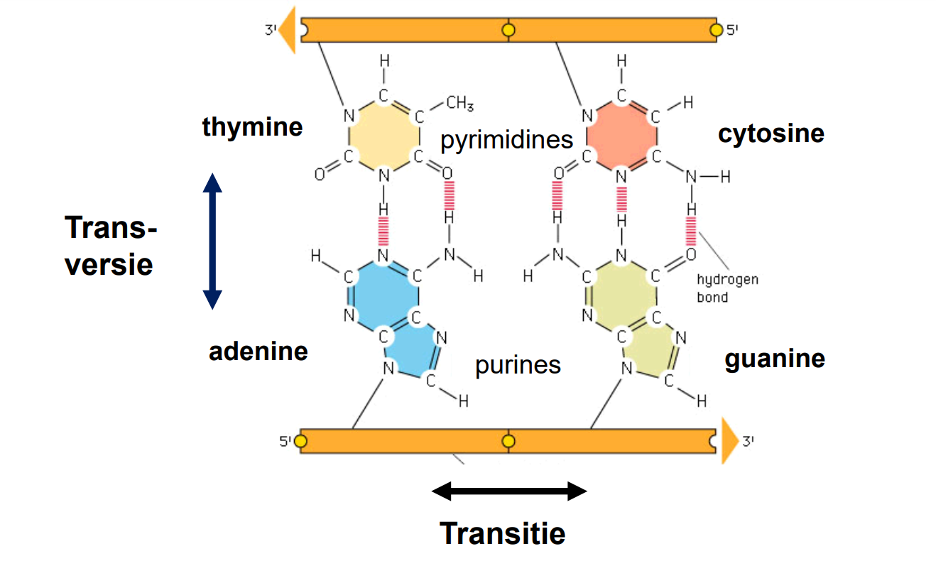 substitutie mutatie; van een purine naar een pyrimidine (of andersom)
