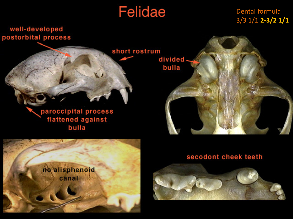 <p>2 species. Digits. 5(4)-4, digitigrade. Teeth: 3/3,1/1<strong>, 2-3/2,1/1</strong>. <strong>Prominent carnassial pair</strong>, last molar tiny, peg-like. Skull. short rostrum, short-rounded skull. <strong>Alisphenoid canal absent.</strong></p><p>Nocturnal. Territorial, polygamous. Bobcats mate early spring, 3 kits in late spring/summer after ~60 day gestation. Disperse after 8 months. Cougars is year round, longer gestation, longer time to independence.</p>