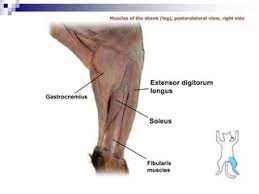 <p>Origin: Lateral surface of the head of the fibula</p><p>Insertion: By the Achilles tendon on the calcaneus</p><p>Action: Extends Foot</p>