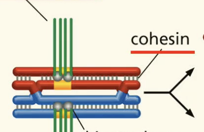 <p>all along the chromosomes ensuring sister chromatids stay together. (also at centromeres)</p>