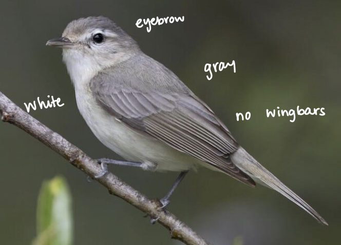 <p>riparian woodlands</p>