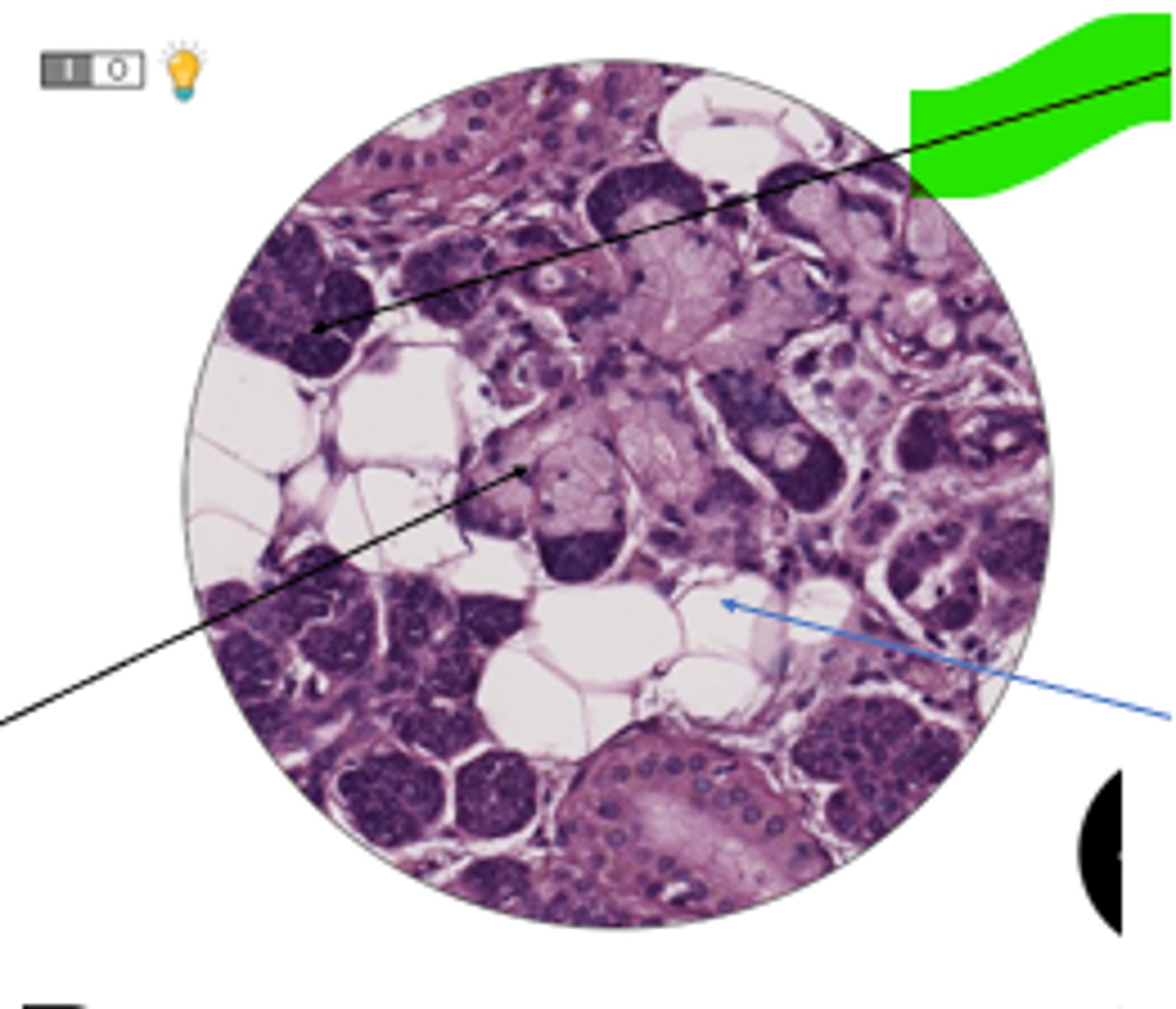 <p>cells and organ?</p>