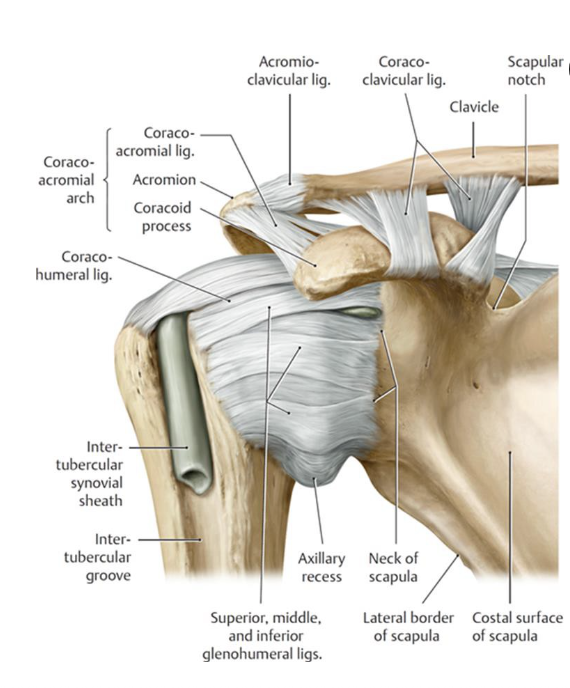 <p>trick question - always taut lol</p><p>(location: greater tubercle to lesser tubercle of humerus)</p>