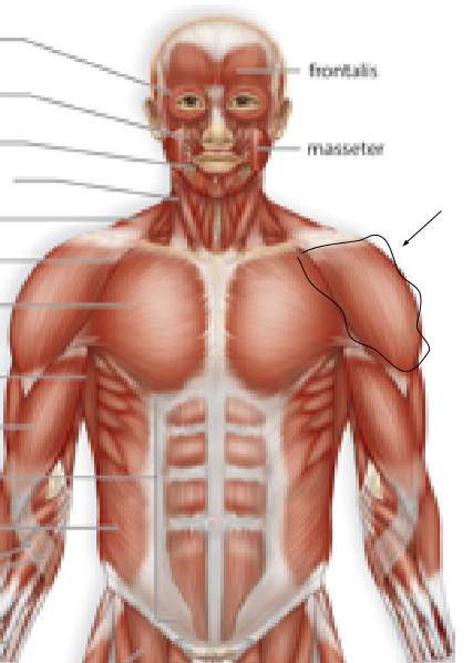 <p>Name the muscle:</p>