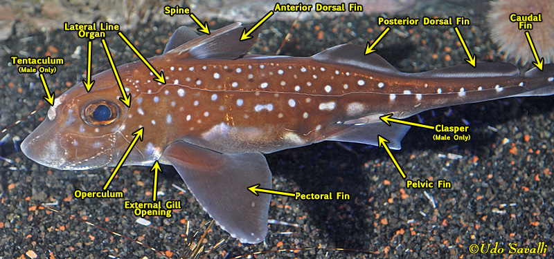 <ol><li><p>Elasmobranchii (sharks, skates, &amp; rays): have 5-7 gill openings, ridged dorsal fin, and upper jaw detached from skull 2. Holocephali (chimeras): have a gill cover over a single gill opening, a spine in front of so</p><p>ft dorsal fin, and an upper jaw fused to their skull</p></li></ol><img src="https://knowt-user-attachments.s3.amazonaws.com/420c9249-50d8-4dad-b50c-118d19525500.jpg" data-width="75%" data-align="center"><p></p>
