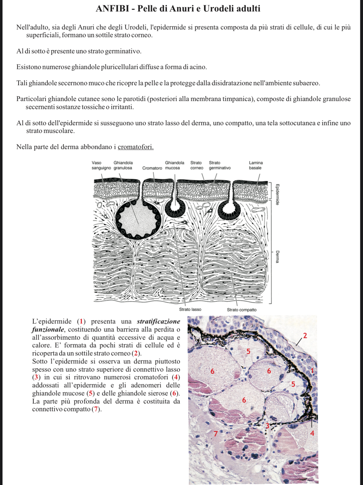 <p>****</p><p>Pelle di anuri</p>