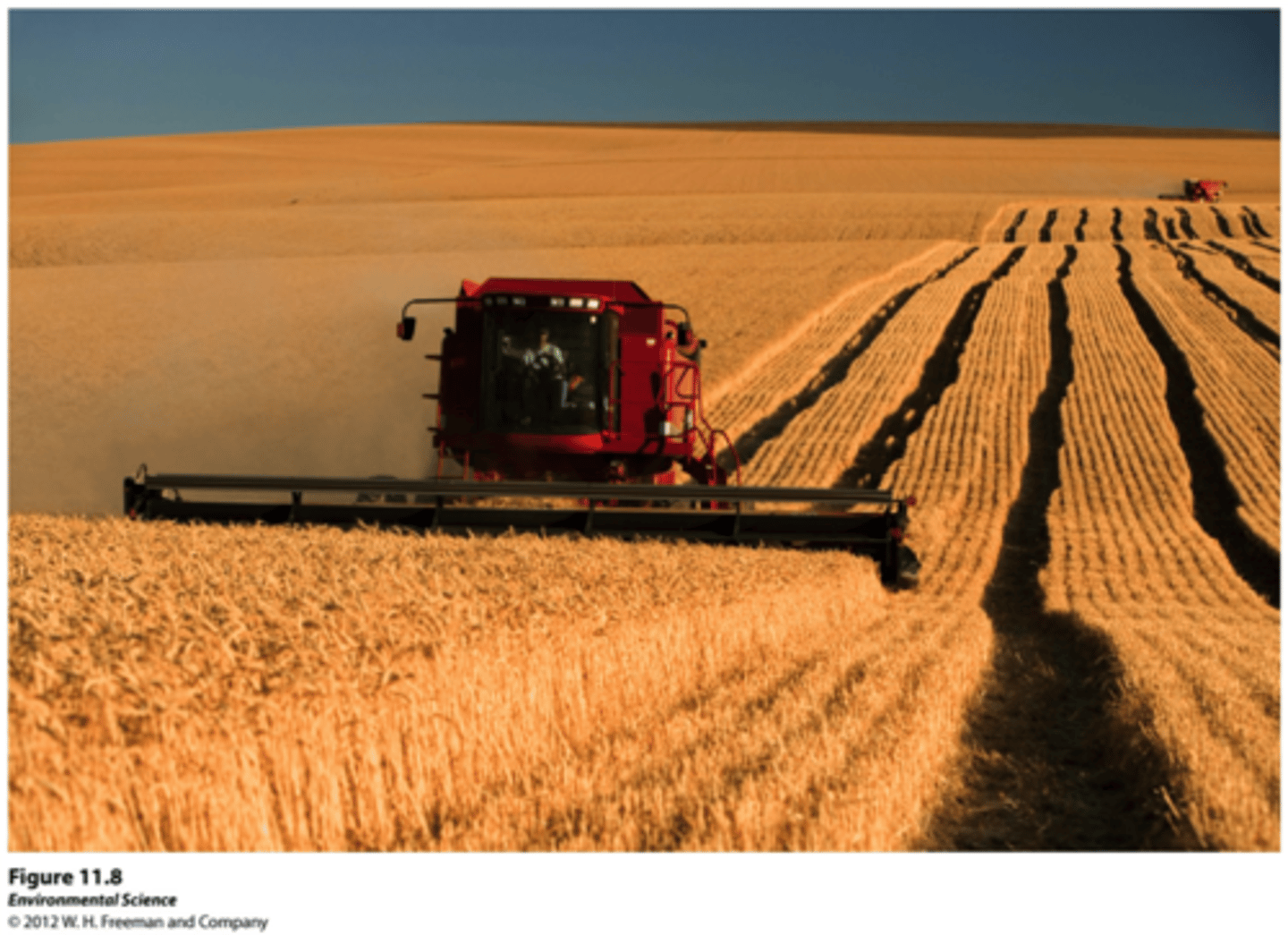 <p>farming strategy of planting a single, highly productive crop year after year</p>