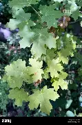 <p>Big Tooth Maple</p>