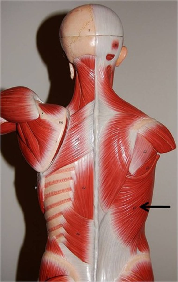 <p>Origin: Spinous process of thoracic, lumbar, and sacral vertebrae </p><p>Insertion: Intertubercular groove of humerus </p><p>Action: Shoulder extension, adduction, medial rotation </p>