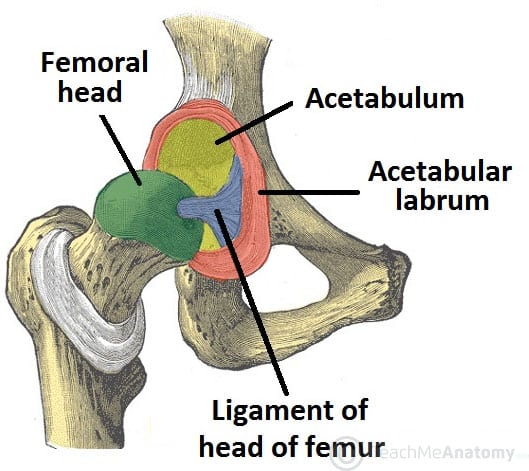 <p>What are the articulations of the Hip Joint</p>