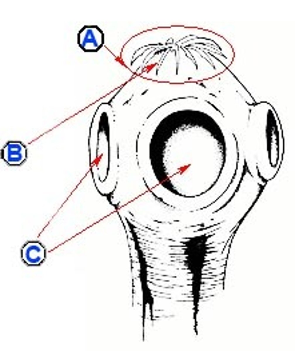 <p>scolex (C)</p>