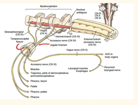 <p>Cranial Nerve IX Glossopharyngeal function</p>