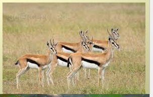 <p>eastern thomsons gazelle</p>