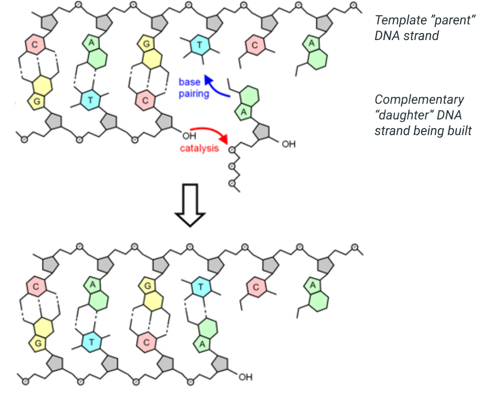 <p>complementary base pairing</p>