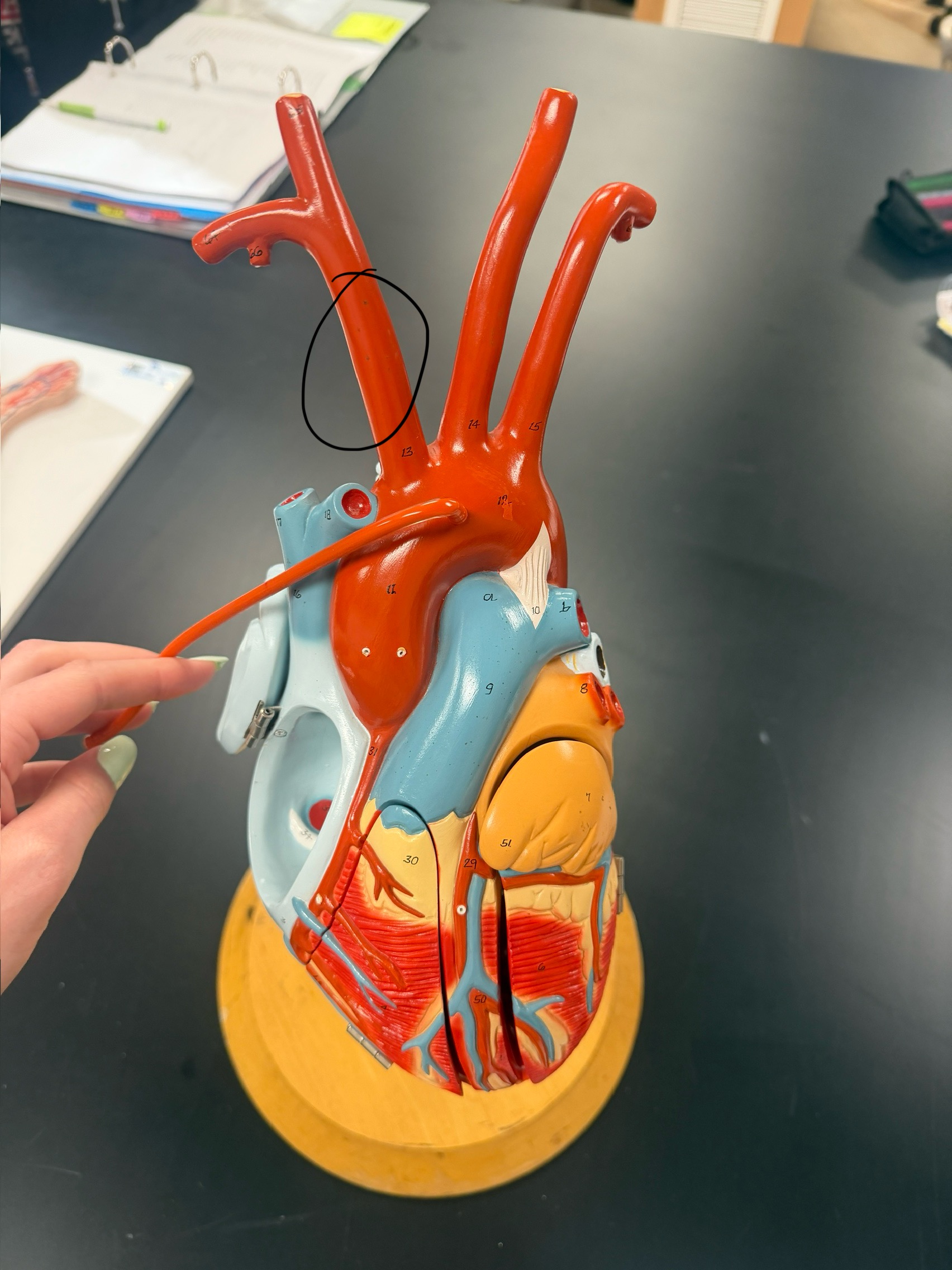 <p>name the vessel</p>