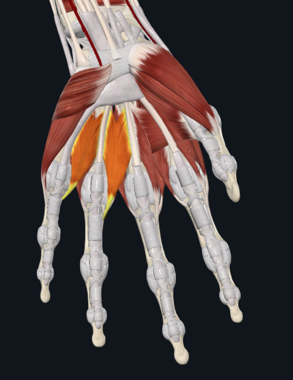 <p>What are these two lumbricals innervated by</p>