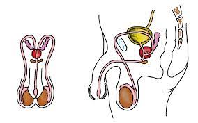 <p>Tube that carries semen or semen- a ring of muscle stops the two mixing</p>