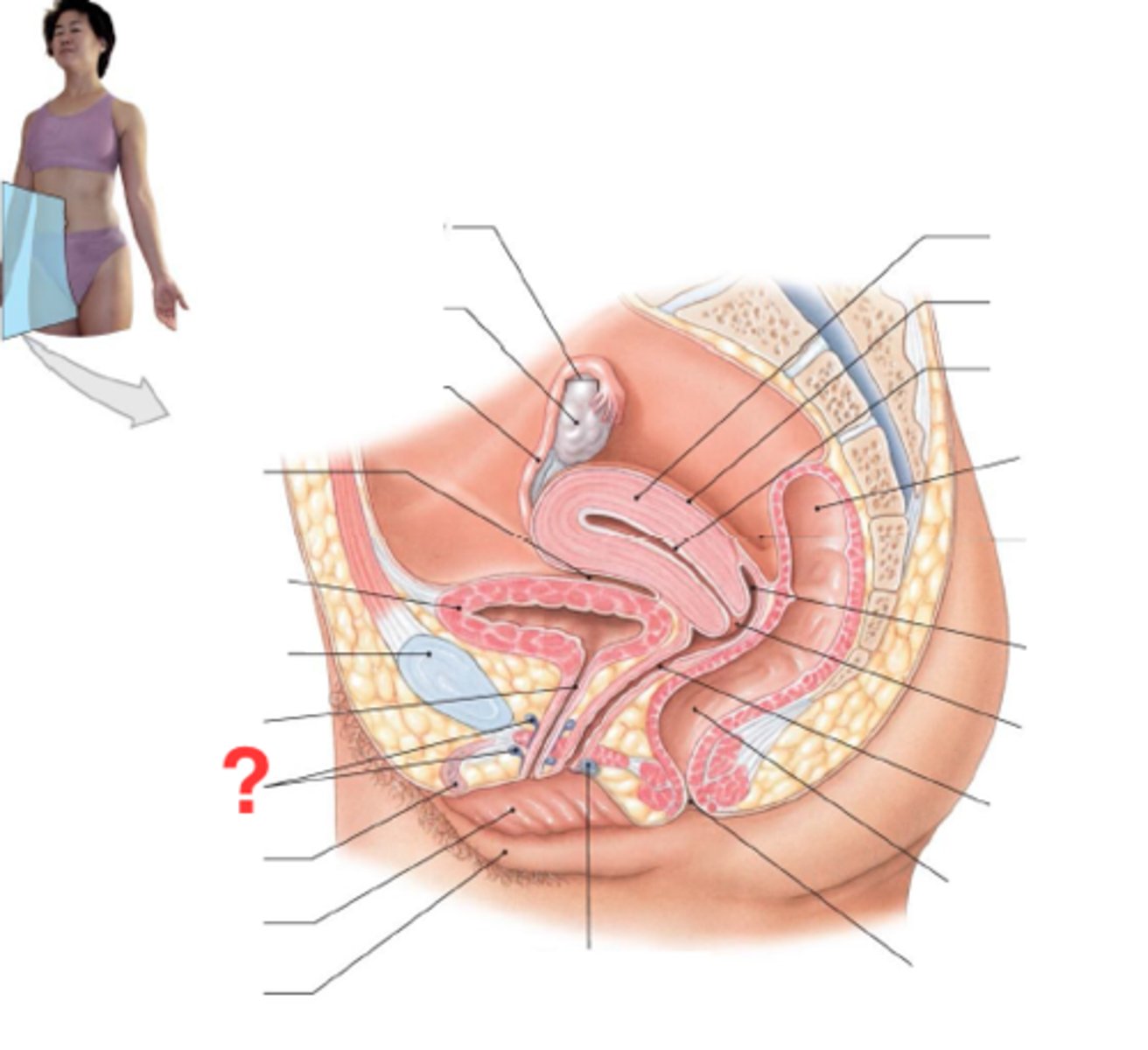 <p>in walls of labia minor, secrete mucus into vestibule near orifice of the vagina</p>