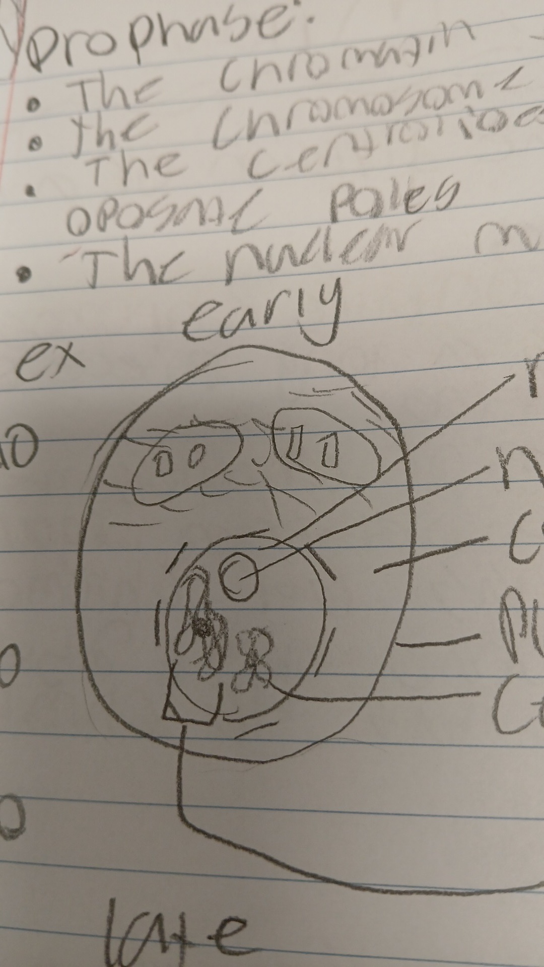 knowt flashcard image