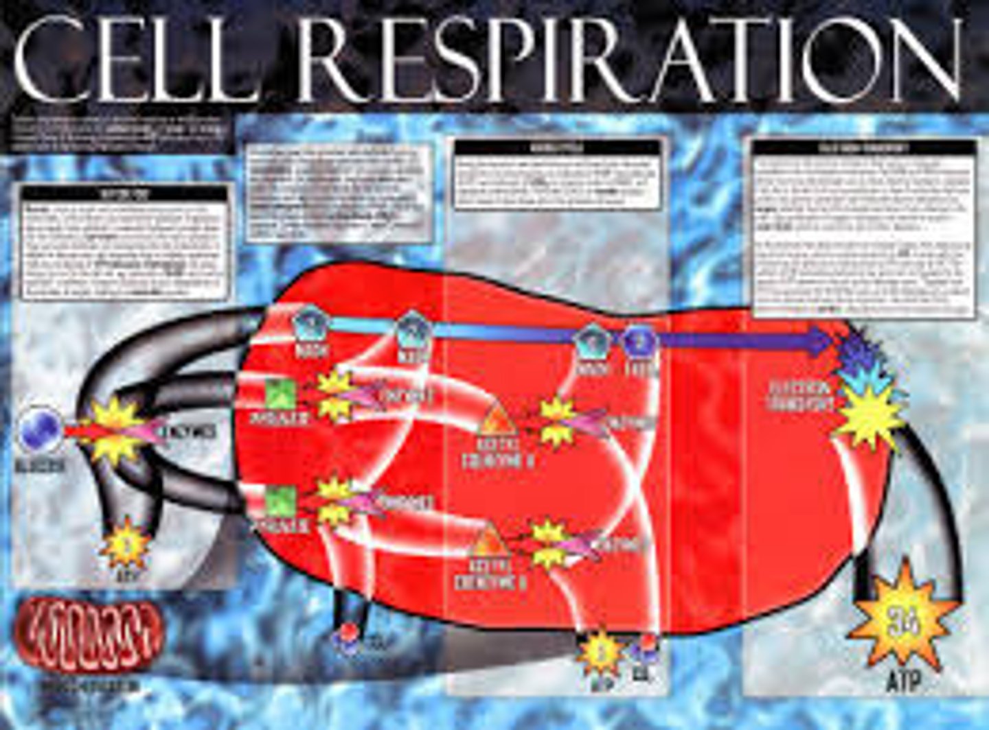 <p>A complex set of chemical reactions involving an energy transformation where potential chemical energy in the bonds of "food" molecules is released and partially captured in the bonds of adenosine triphosphate (ATP) molecules.</p>