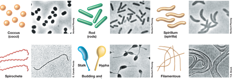 <ul><li><p><span>Coccus (circle)</span></p></li><li><p><span>Rod, bacillus, bacilli (rod)</span></p></li><li><p><span>Spirillum (spirula) (squiggle)</span></p></li><li><p><span>Spirochete (squiggle)</span></p><ul><li><p><span>Much more rigid in shape than spirilla</span></p></li></ul></li><li><p><span>Budding and appendaged&nbsp;(balloon shaped)</span></p></li><li><p><span>Filamentous (looks like spaghetti)</span></p></li></ul><p></p>