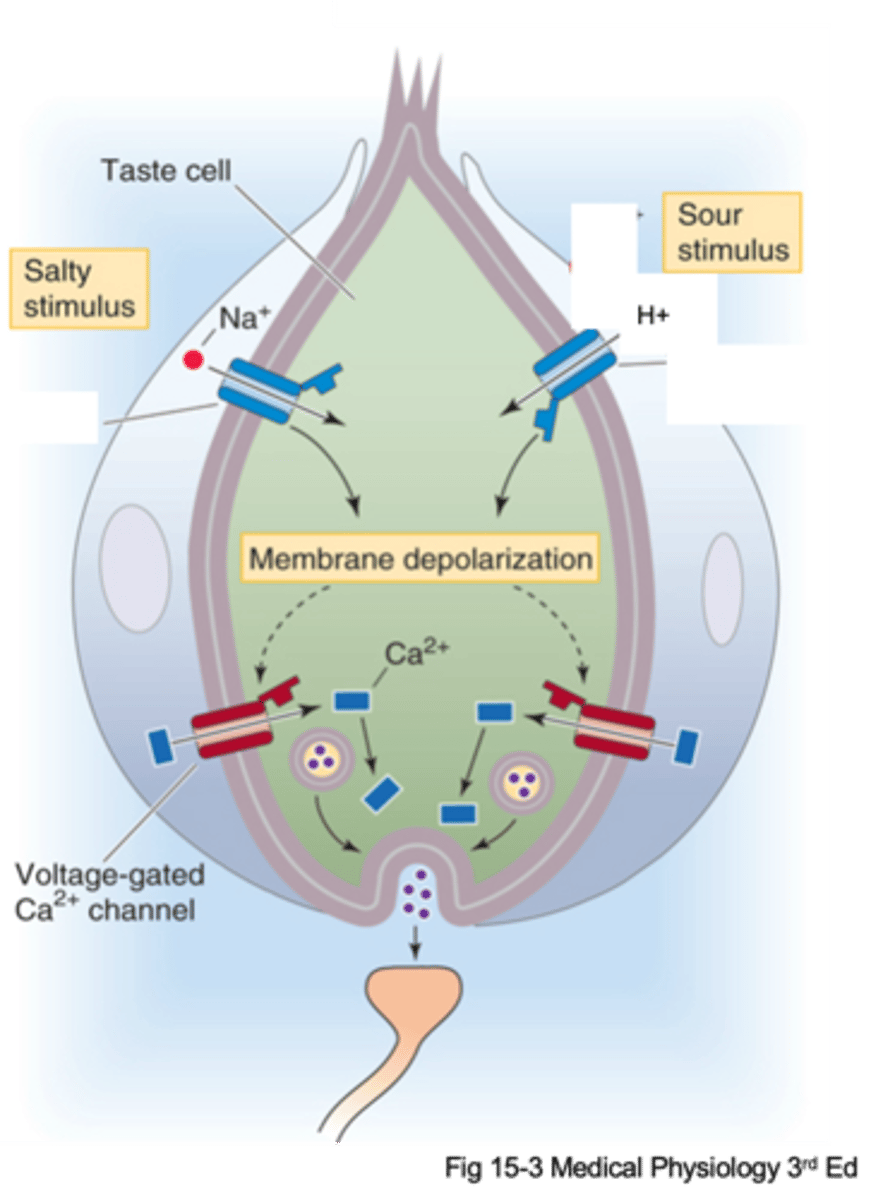 <p>Gustatory afferents are separate cells to the taste cells, what do they require?</p>