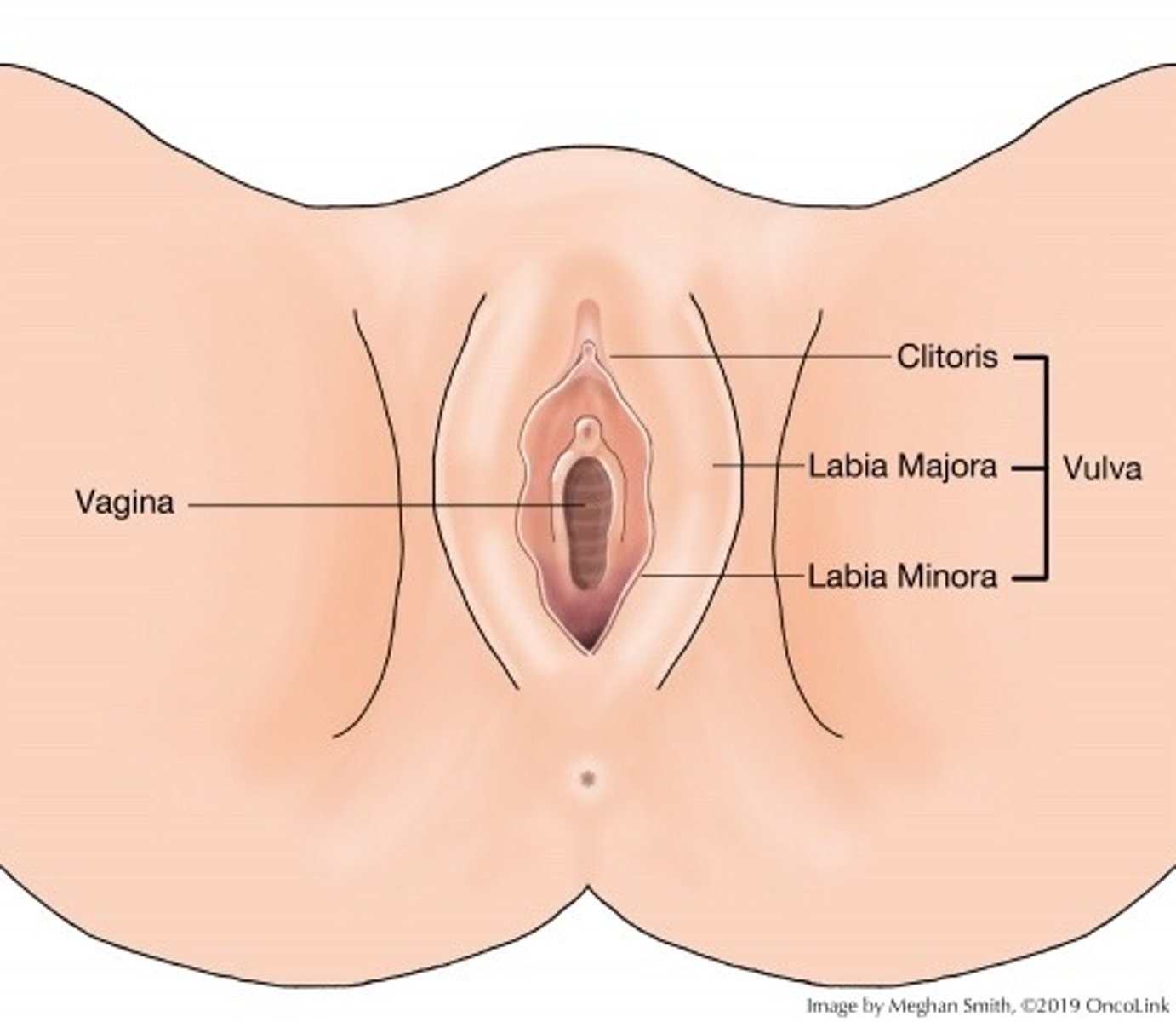 <p>external female genitalia; includes the labia, hymen, clitoris, and the vagina </p>