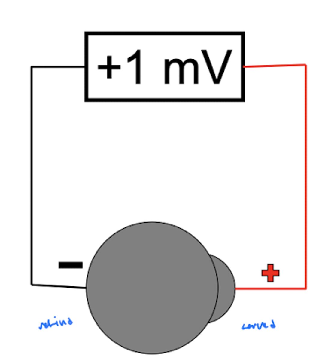 <p>uses the cornea's positive charge and the retina's negative charge to detect different electrical potentials as the eye rotates</p>