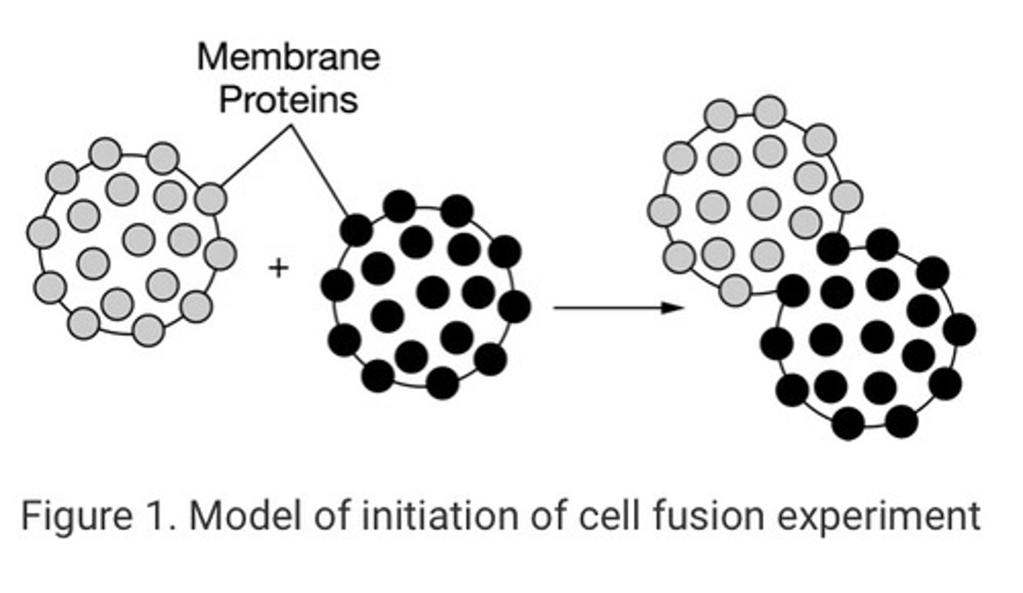 <p>Amswer (D):</p><p>Explanation: The membrane proteins from each cell have mixed and drifted within the bilayer, which supports the fluid mosaic model of cell membranes. Cell membranes consist of a structural framework of phospholipid molecules that is embedded with proteins and steroids that may flow around the surface of the cell within the bilayer.</p>
