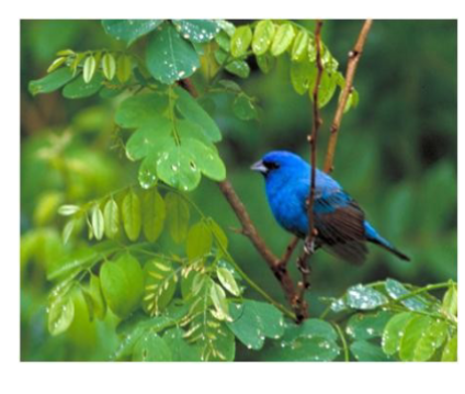 <p>in phylum chordata, subphylum vertebrata, birds, feathered, wings and hollow bones, oviparous, fast metabolism, complex heart and efficient lungs</p>