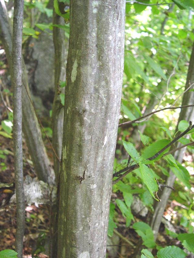 <p><em>Carpinus caroliniana</em></p>