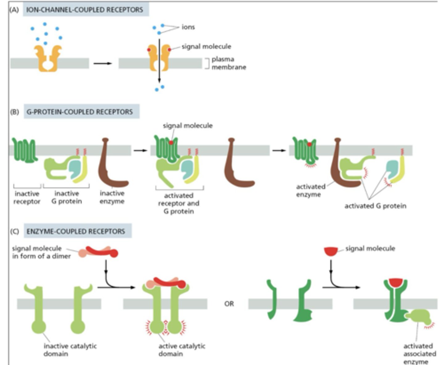 <p>1. Ion-channel-coupled receptors (ligand-gated ion channels)</p><p>2. G-protein-coupled receptors (GPCRs)</p><p>3. Enzyme-coupled receptors</p>