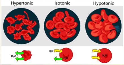 <ul><li><p>ability of solution to cause cell to gain or lose water</p></li><li><p>has great impact on cells w/o walls</p></li><li><p>3 states of tonicity:</p><ul><li><p>hypertonic</p></li><li><p>isotonic</p></li><li><p>hypotonic</p></li></ul></li></ul>