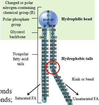 <p>Ampipathic molecule </p><ul><li><p>Polar head group: phosphate attached to glycerol and a glycerol backbone</p></li><li><p>Non-polar tail: 2 fatty acid chains composed of carbon and hydrogen</p></li></ul><p></p>