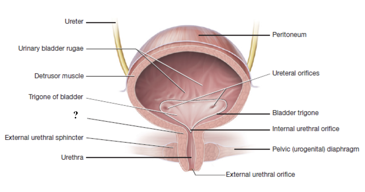 <p>involuntary control, made of smooth muscle</p>