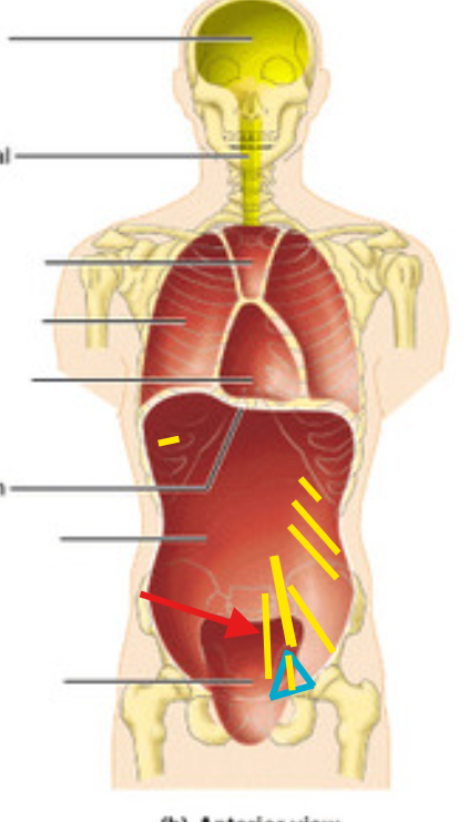 <p>What is this structure?</p>