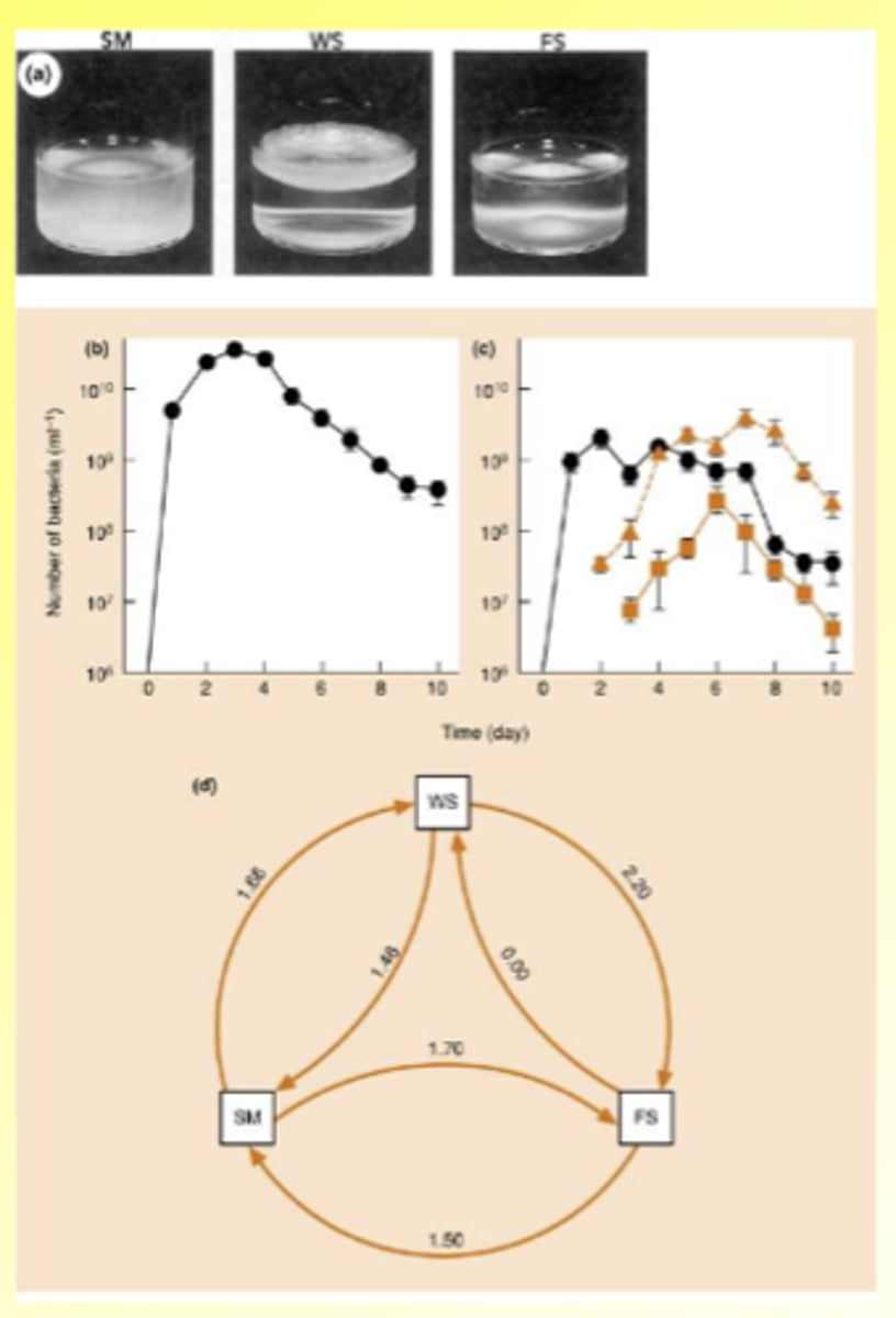 <p>- Different forms arise from single type (SM) as a result of mutation and natural selection</p><p>- Because they are asexual, they can be considered as separate species</p>