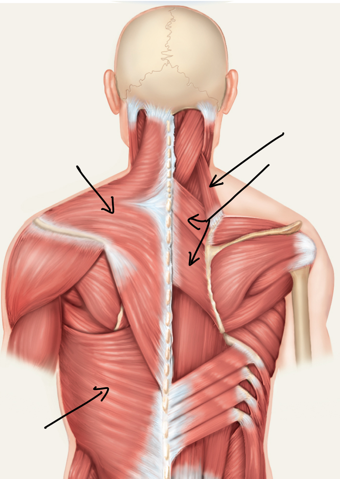 <p>What is this mm group called?</p><p>What mm are in this group?</p><p>Innervation?</p>