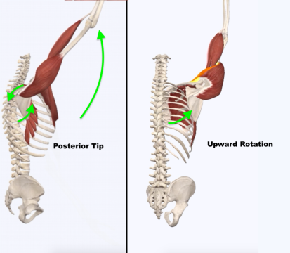 <p>Protracts scapula.</p>