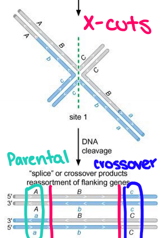<p>Vertical mode of resolution or X-cuts: nick occurs in the two strands composed entirely of the parental DNA resulting in the&nbsp;“spliced” product after ligation of the nicks</p><ul><li><p>Spliced products: crossover occurs between genes flanking the DSB whereby alleles of genes flanking the DSB are no longer parental (A-c and a-C)</p></li></ul><p></p>