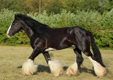 <p><span style="color: rgb(8, 8, 8);"><span>Origin: England</span></span><span style="color: rgb(8, 8, 8);"><br></span><span style="color: rgb(8, 8, 8);"><span>Color: Bay, brown, chestnut, or gray with white</span></span><span style="color: rgb(8, 8, 8);"><br></span><span style="color: rgb(8, 8, 8);"><span>markings &amp; leg feathers</span></span><span style="color: rgb(8, 8, 8);"><br></span><span style="color: rgb(8, 8, 8);"><span>Body: Height = tallest!</span></span><span style="color: rgb(8, 8, 8);"><br></span><span style="color: rgb(8, 8, 8);"><span>Heavy, solid, strong</span></span><span style="color: rgb(8, 8, 8);"><br></span><span style="color: rgb(8, 8, 8);"><span>Traits: Calm temperament</span></span><span style="color: rgb(8, 8, 8);"><br></span><span style="color: rgb(8, 8, 8);"><span>Purpose: Work; Pull loads</span></span></p>