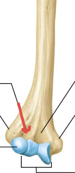 <p>what is this part of the humerus?</p>