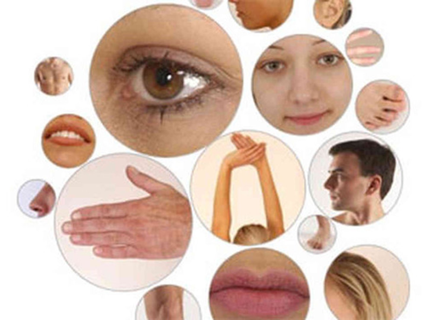 <p>body parts</p>