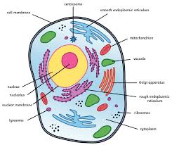 <p><span>are </span><strong>eukaryotic cells</strong><span> with membrane-covered organelles, a nucleus, and mitochondria. Animal cells are found in all organisms belonging to the animal kingdom.</span></p>