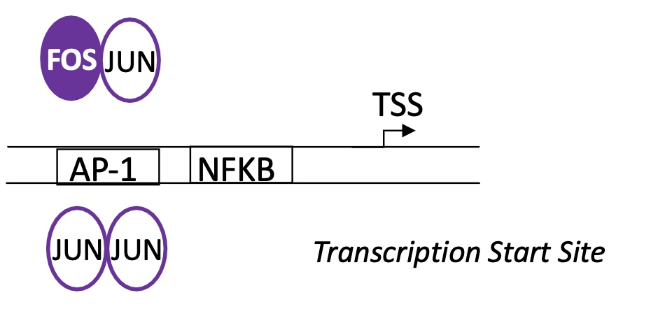 <p>AP1 = DNA binding for FOS-JUN and JUN-JUN dimers </p><p> NFKB binding site is located after  AP1 BS —&gt; NFKB binds here &nbsp;</p>